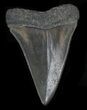 Nice Fossil Mako Shark Tooth - South Carolina #33003-1